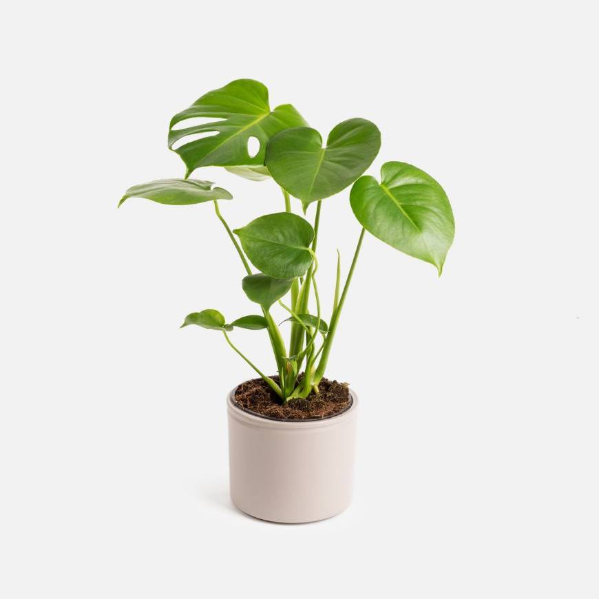 Product Swiss Cheese Plant 