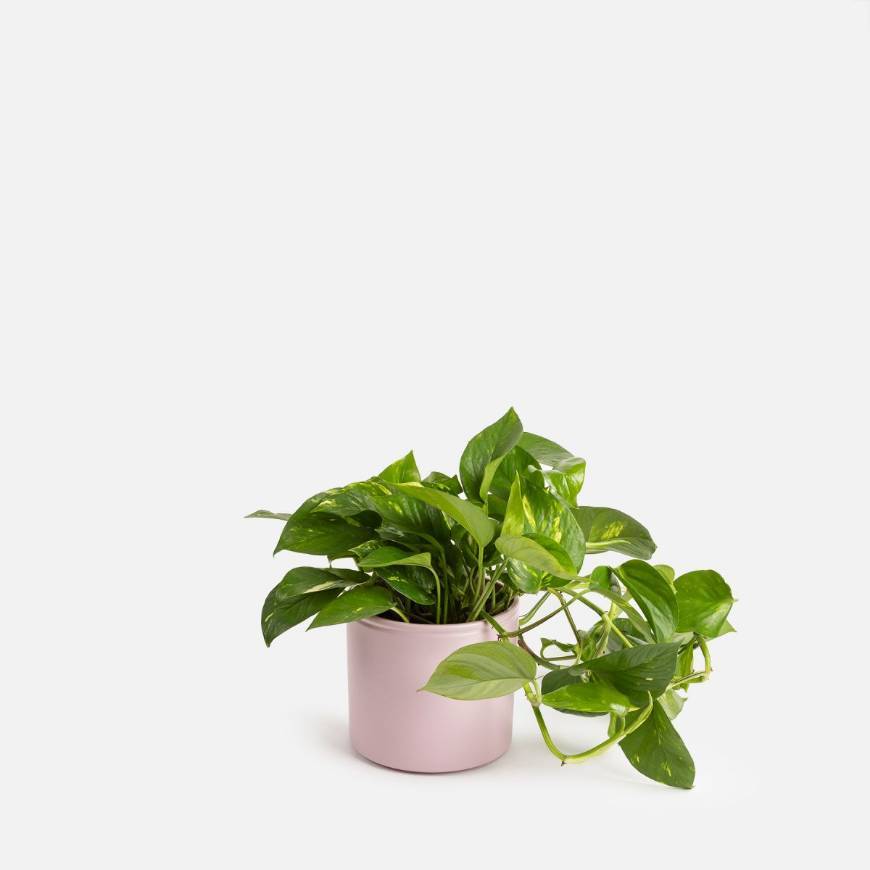 Product Planta Jiboia