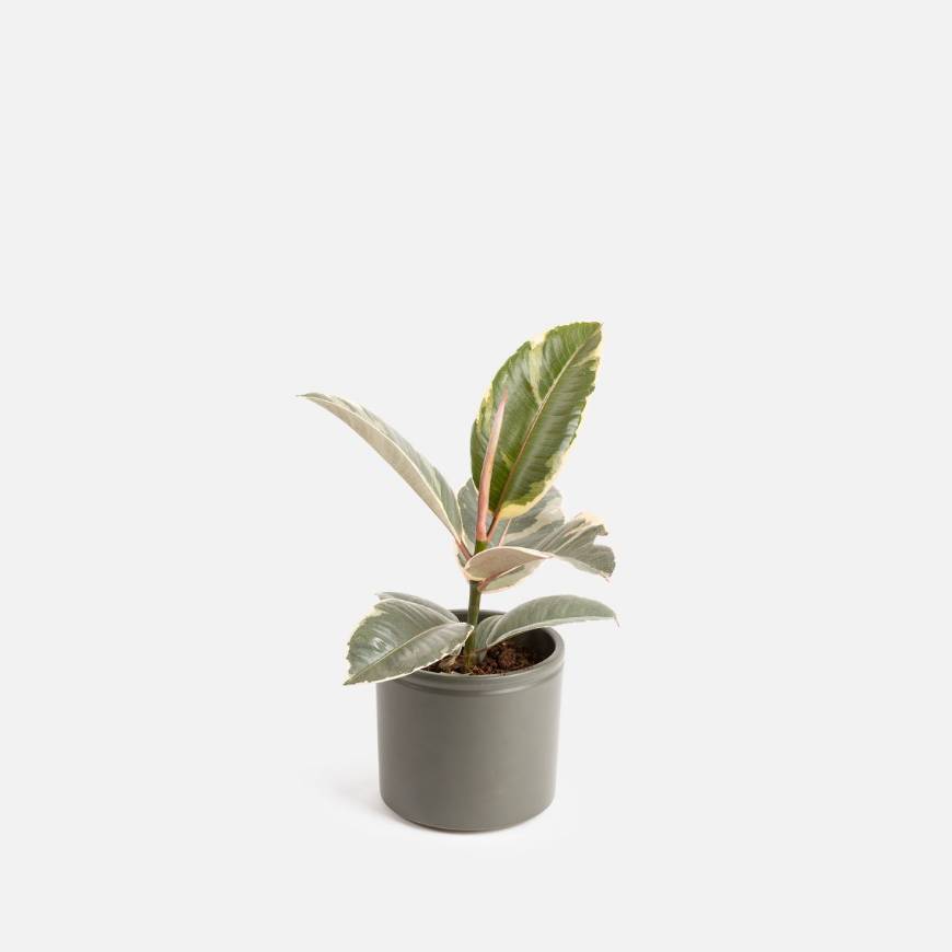 Product Ficus Tineke