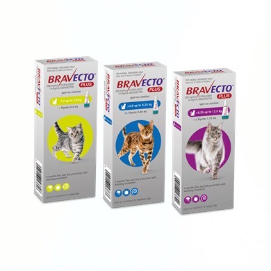 Producto Bravecto plus gato