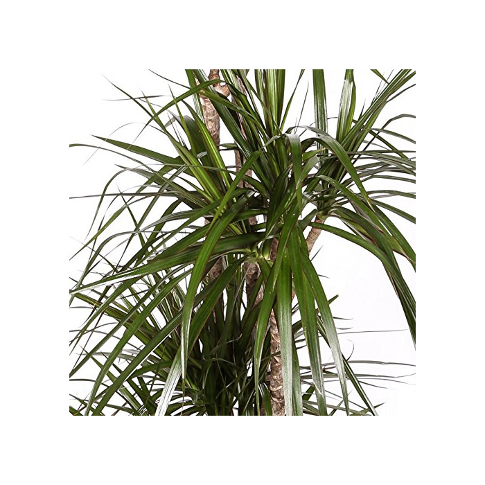 Product Dracaena Marginata - Maceta 17cm. - Altura aprox. 80cm - 2 Troncos