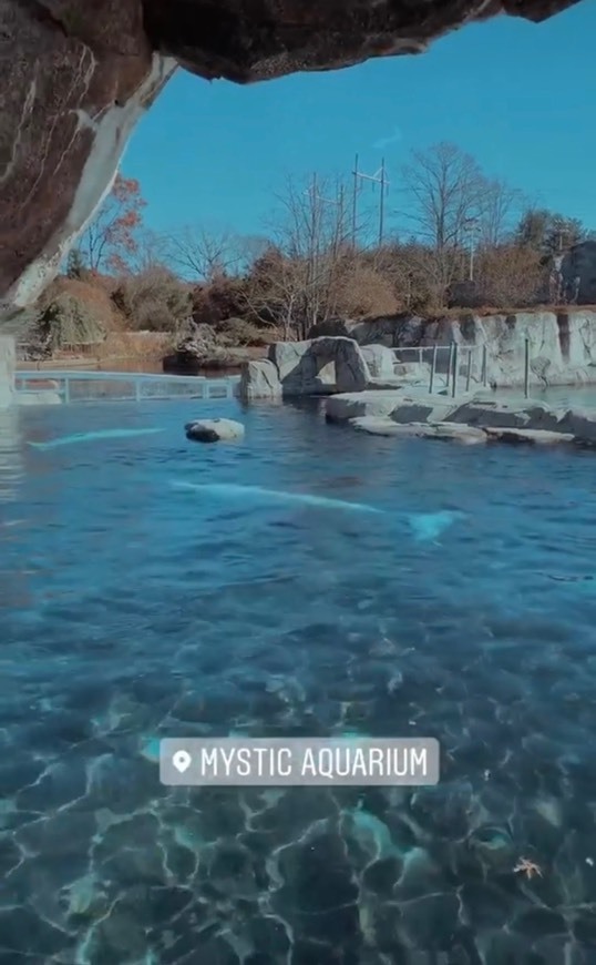 Mystic Aquarium