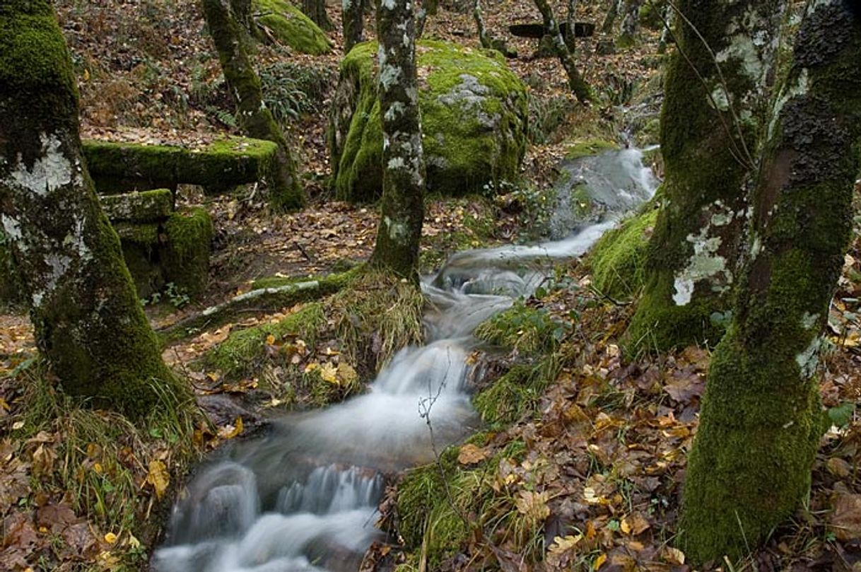 Place Mata da Albergaria (Gerês)