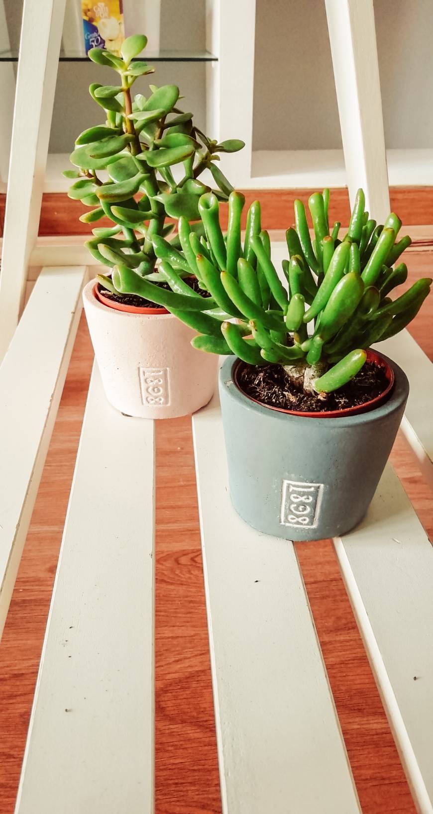 Fashion Jade Succulents 