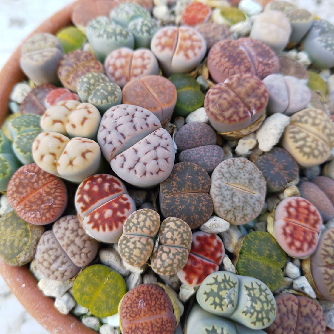 Productos Lithops 