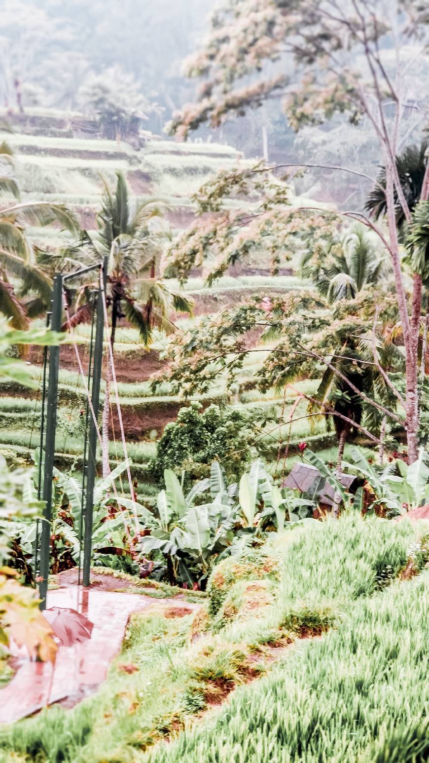 Place Tegallalang Rice Terrace