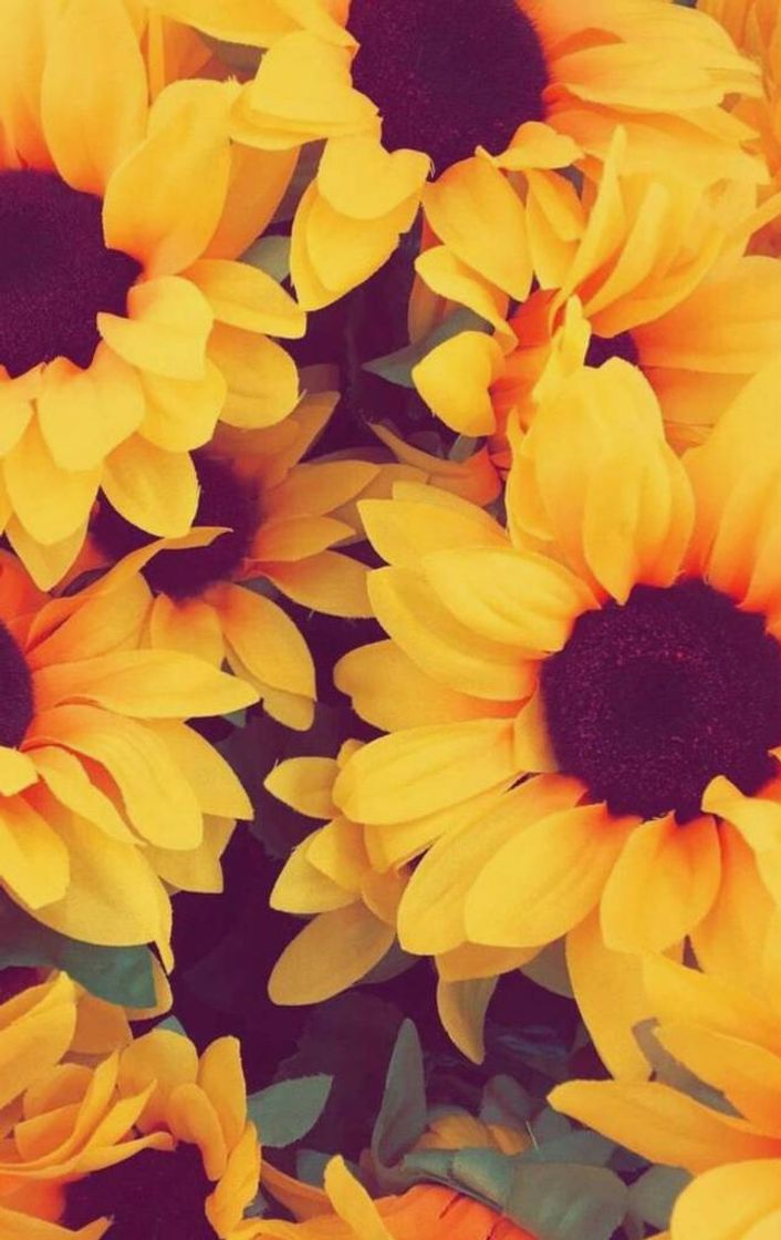 Moda 🌻Wallpaper girasol🌻