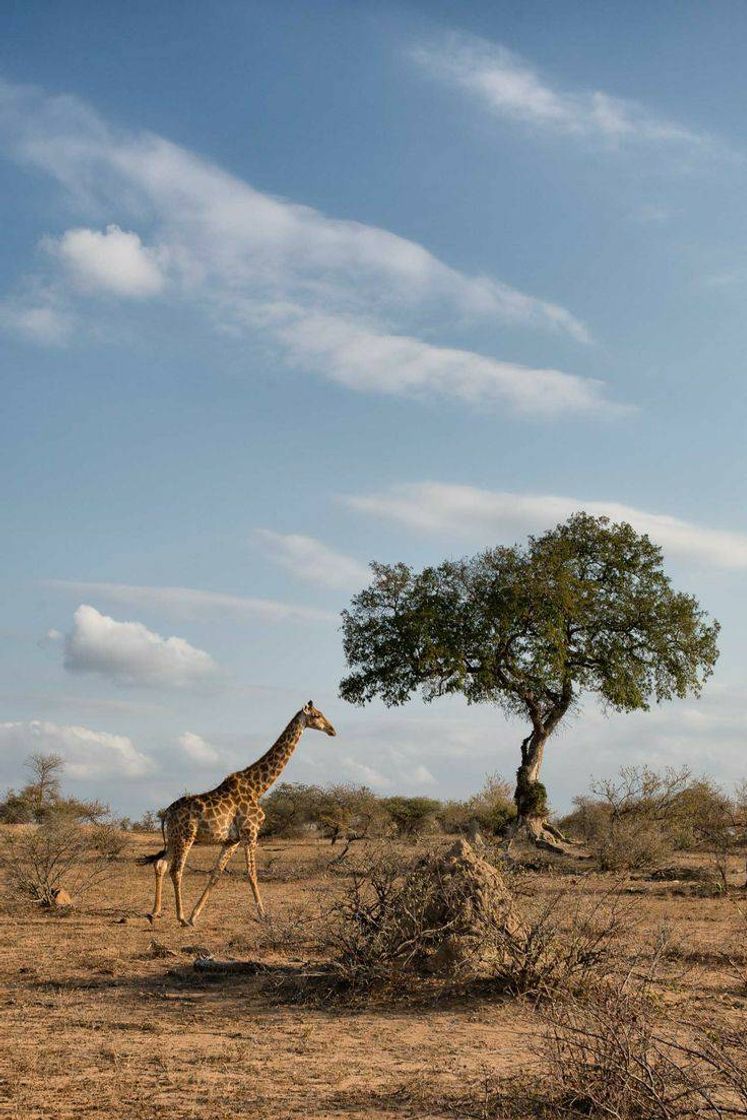 Lugar Sudáfrica