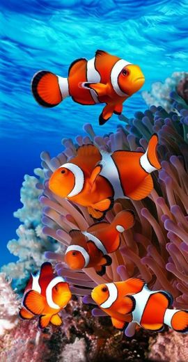 Nemo Family !!! 🐚