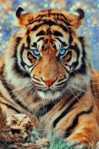 Eye of Tiger !!! 🐯