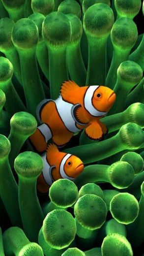 Finding Nemo !!! 🤗