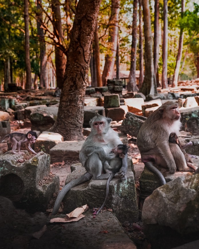 Place Bayon Temple