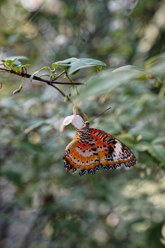 Place Bangkok Butterfly Garden and Insectarium