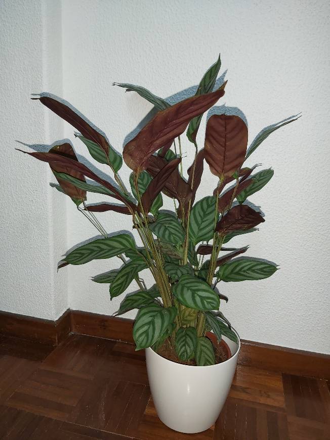 Producto CALATHEA