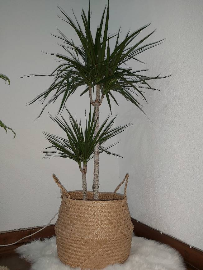 Producto DRACAENA MARGINATA