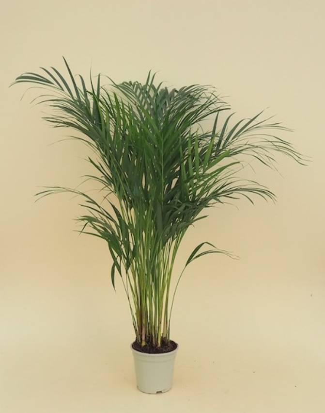 Products Planta Areca