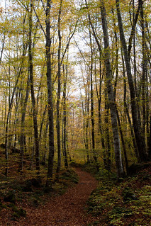 Place Fageda d'en Jordà