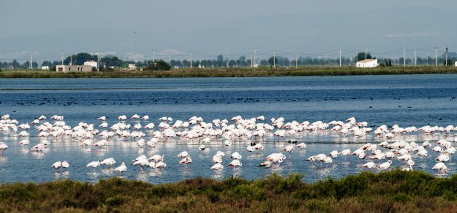 Lugar Parque Natural del Delta del Ebro