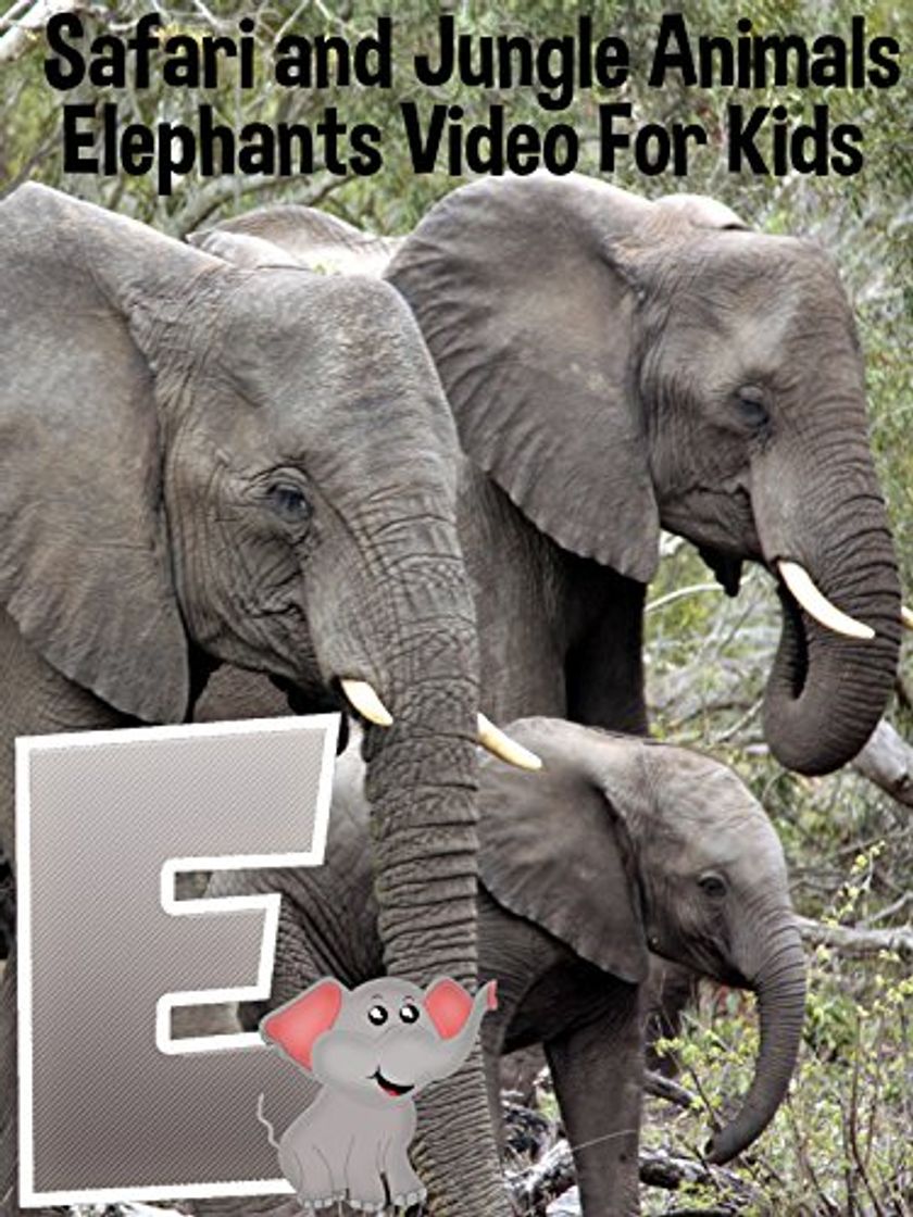 Social Safari and Jungle Animals