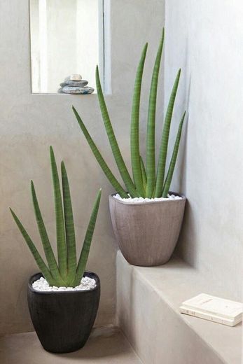 Aloe Vera 🚿 