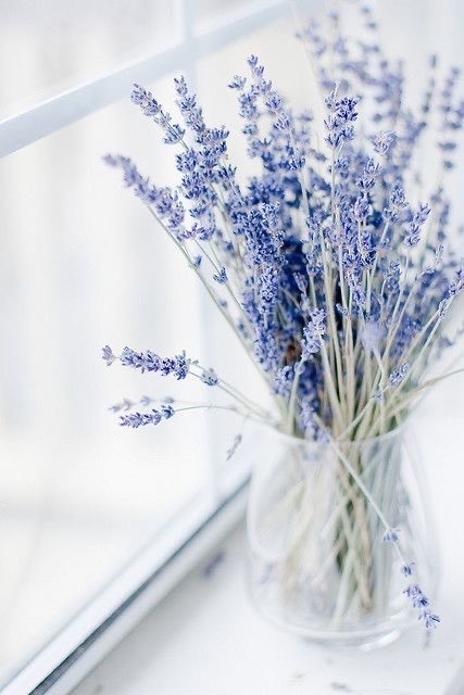 Products Lavender Plant 