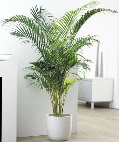 Products Palmeira de Cana Areca 