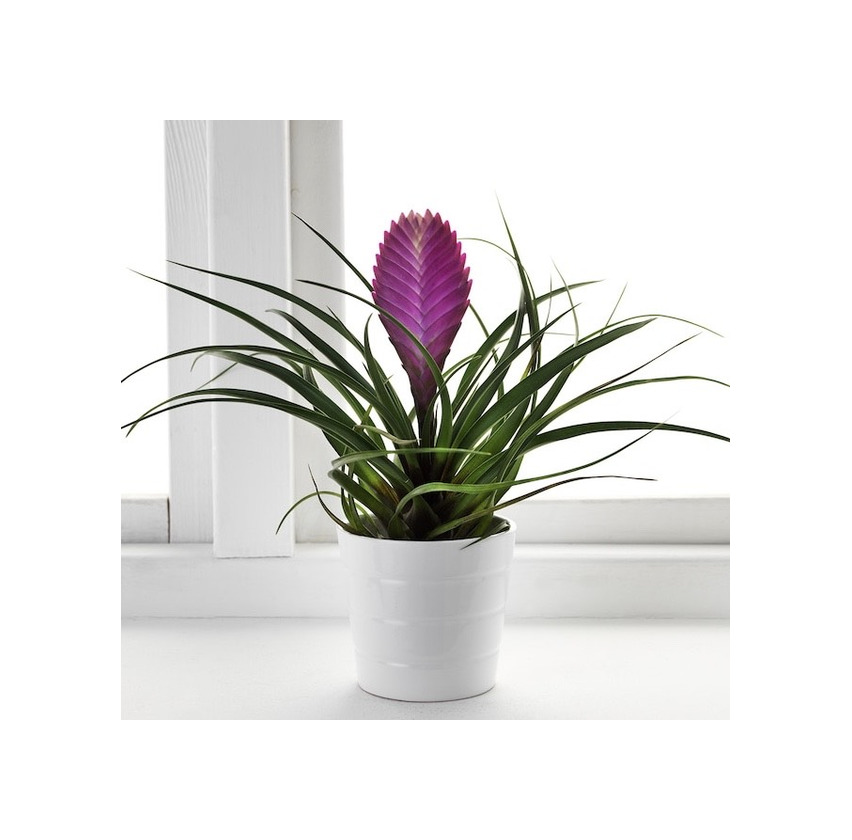 Products Planta Tillandsia 