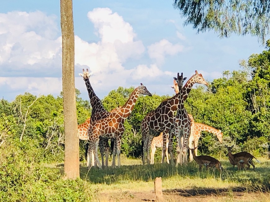 Lugar Masai Mara National Reserve