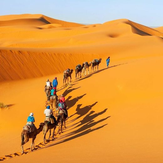 Camel trekking 