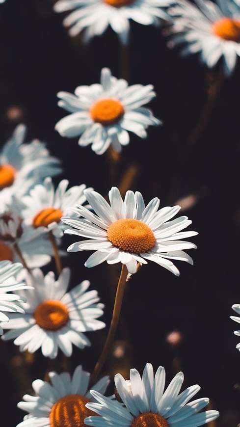 Fashion Marigolds