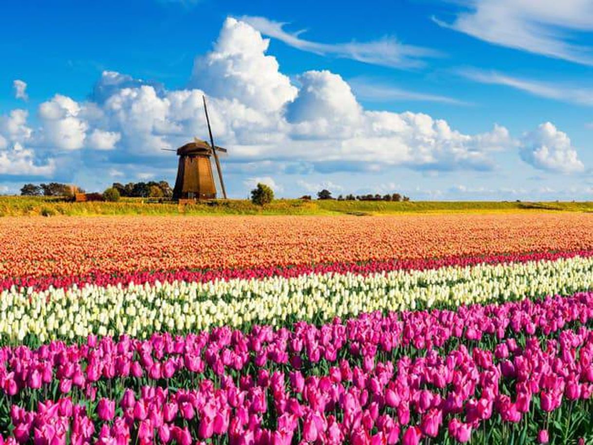 Moda Keukenhof Park - Holanda 