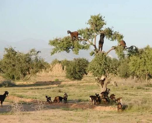 As árvores de cabra no Marrocos 