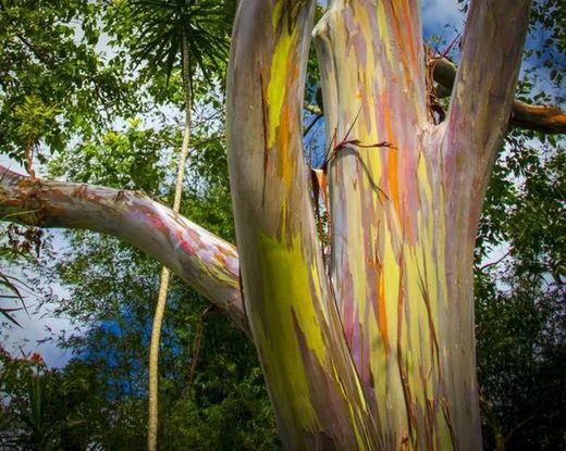 A árvore arco-íris nas Filipinas 