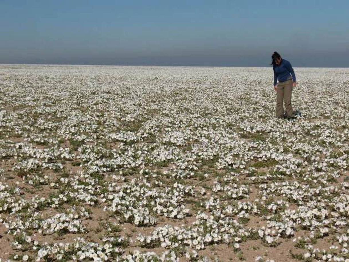 Moda O deserto florido no Chile 