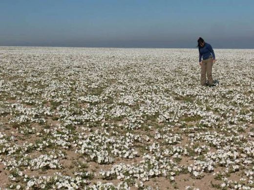 O deserto florido no Chile 