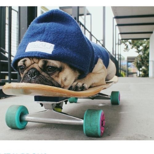 Social Doggie🐶