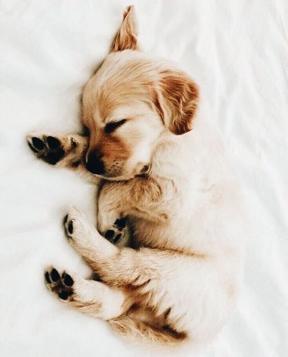 Social Doggie🐶
