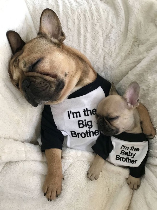 Social Brother doggies🐶🐶