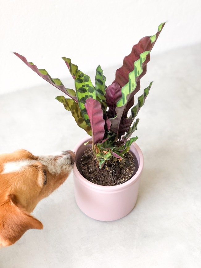 Producto Planta Pet Friendly