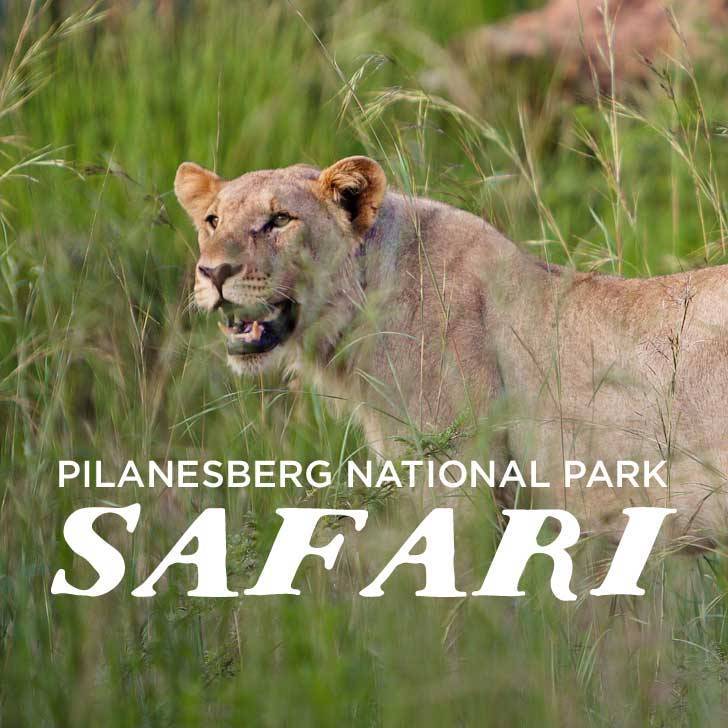 Fashion PILANESBURG NATIONAL PARK SAFARI – DAY TRIP FROM JOHANNESBUR