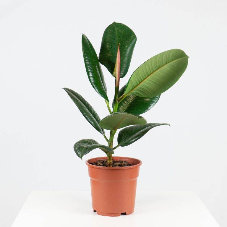 Fashion Bioma Plants