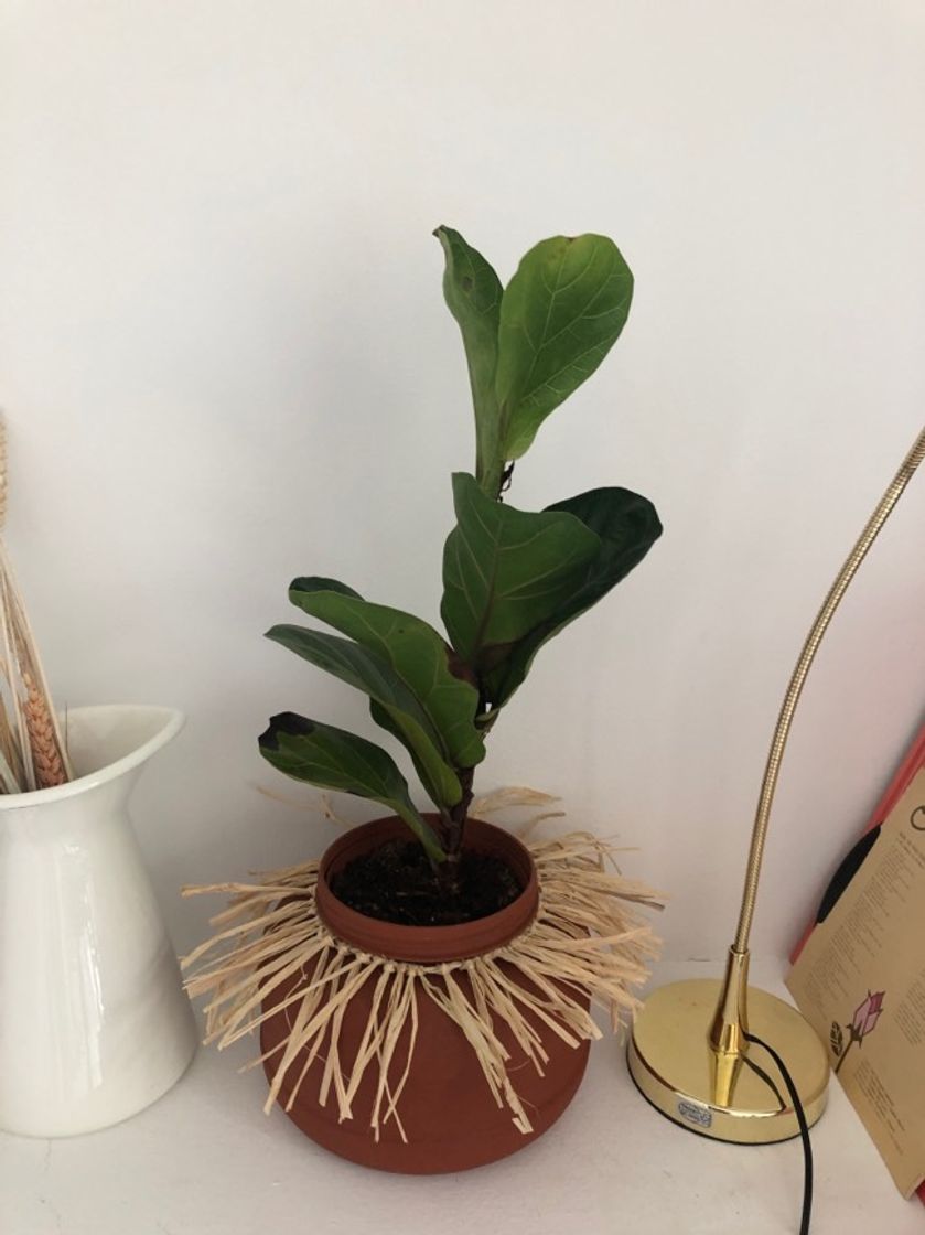 Social Marshall – Generosa - Ficus lyrata