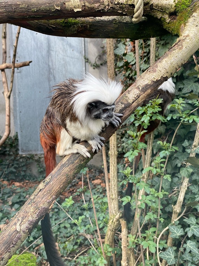 Lugar Zoo Mülhausen