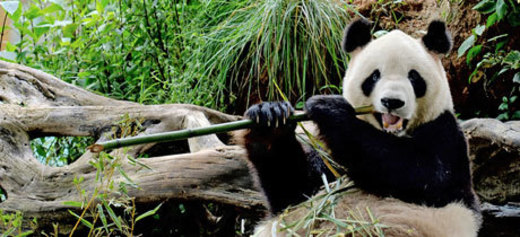 Zoológico de Chapultepec