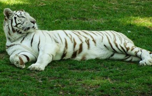 Zoológico Guadalajara