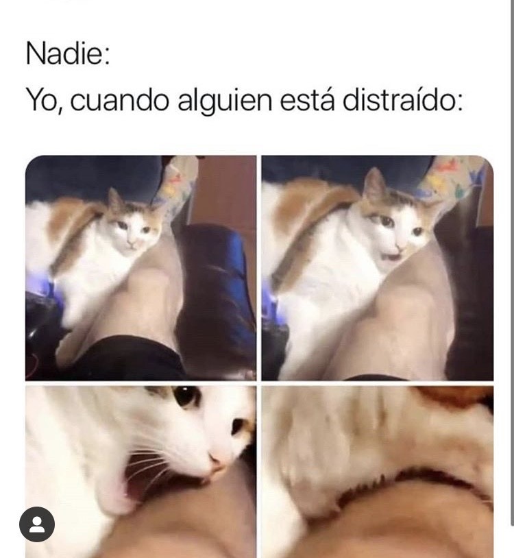 Social Mordisquito😳