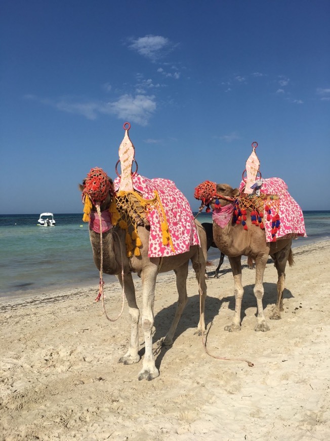 Lugar Plage Dar Djerba