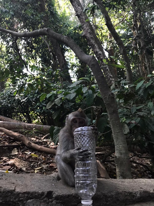 Lugar Monkey forest entrance