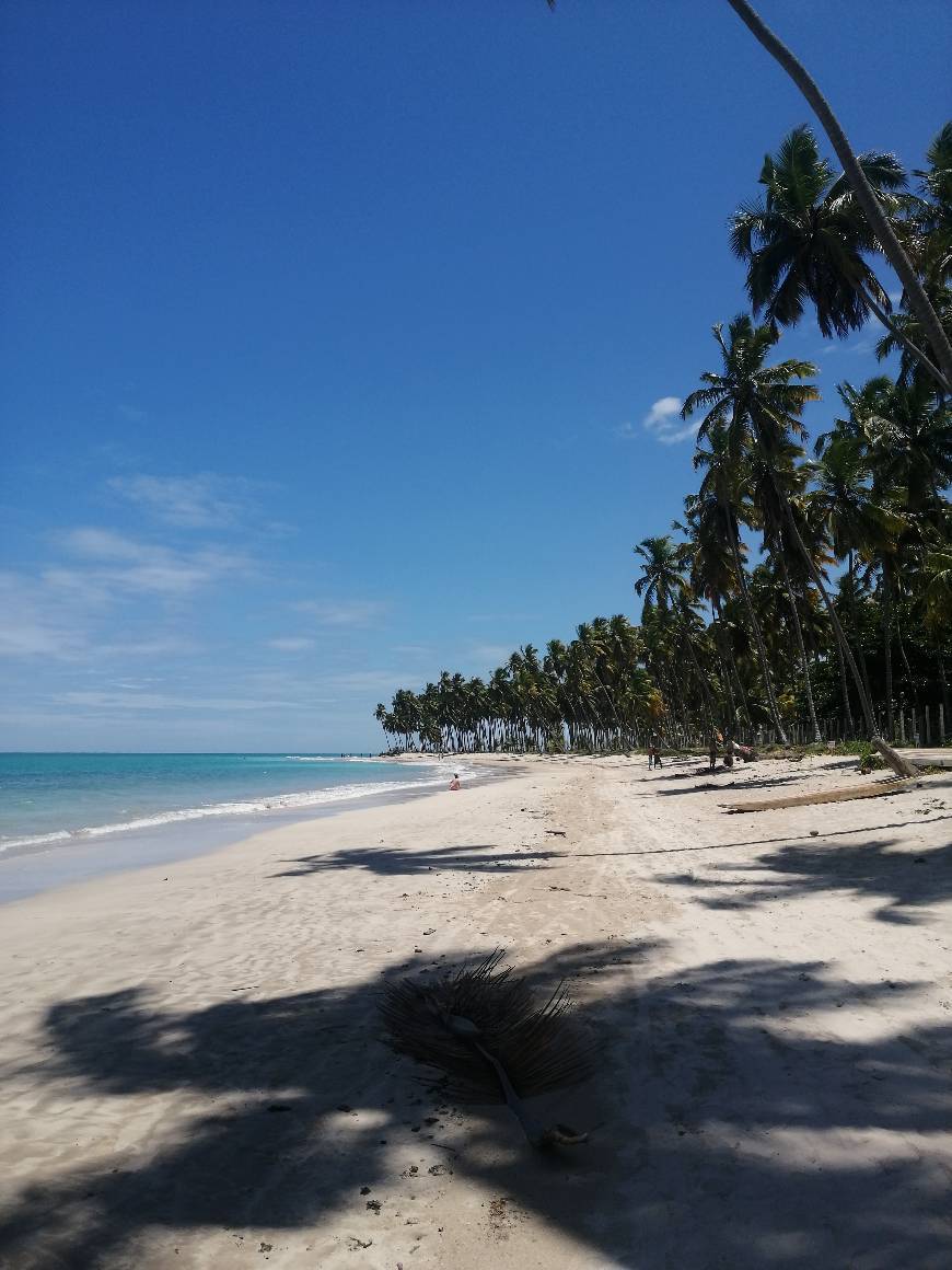 Lugar Praia dos Carneiros