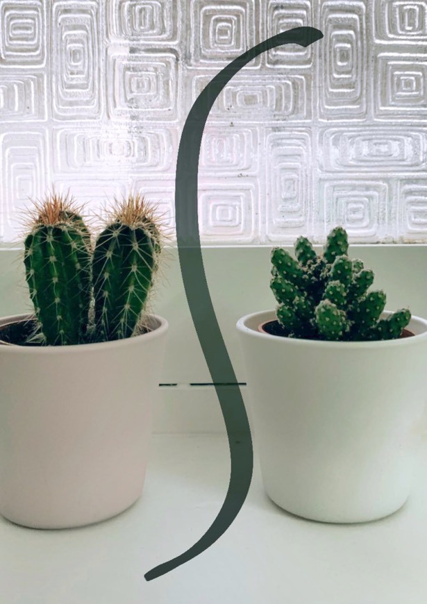 Moda CACTACEAE Planta em vaso - cato, mistura de espécies - IKEA